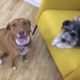 LIVE: Rescue Dog Best Friends Reunited in 2018 | The Dodo Live