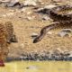 [LIVE] Wild Animals Fight Powerful | Shocking Snake Attacks Caught on Camera | Snake's Documentary