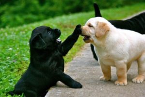 Labrador Retriever Puppies Funny and Cute Videos Compilation #8