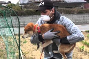 Last Chance for Animals - Japan Rescue Video