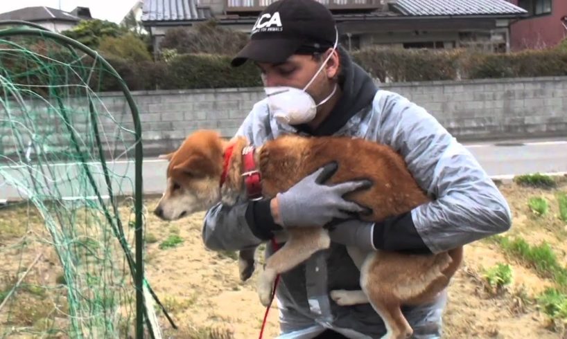 Last Chance for Animals - Japan Rescue Video