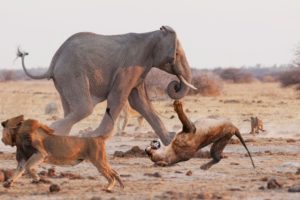 Lion Vs Elephant Dangerous Fight -  Wild Animal Attacks Video