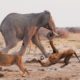 Lion Vs Elephant Dangerous Fight -  Wild Animal Attacks Video