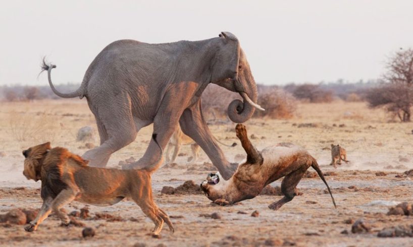 Lion Vs Elephant Dangerous Fight -  Wild Animal Attacks Video