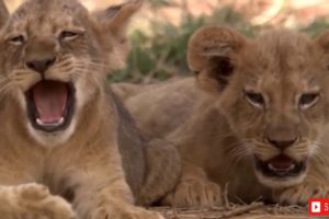 Lion Vs Snake Amazing Moments Of Wild Animal Fights - Wild Discovery Animals Documentary BBC 2019