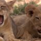 Lion Vs Snake Amazing Moments Of Wild Animal Fights - Wild Discovery Animals Documentary BBC 2019