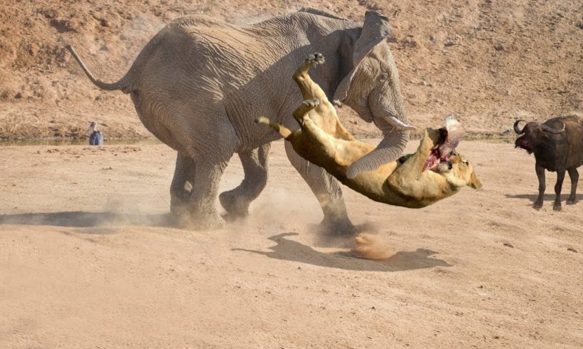 Lion vs Elephant Real Fight | Elephant Rescued Buffalo From Lion Attack