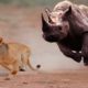 Lion vs Rhino - Most Amazing Moments Of Wild Animal Fights 2018 | Wild Discovery Animals
