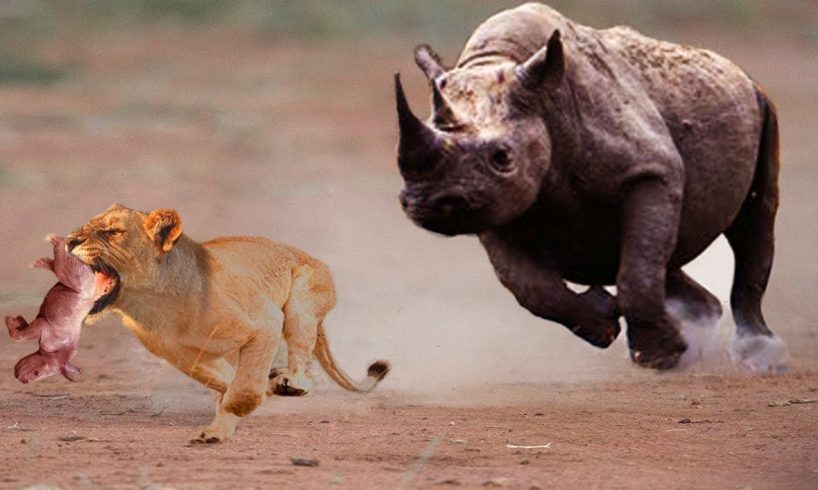 Lion vs Rhino - Most Amazing Moments Of Wild Animal Fights 2018 | Wild Discovery Animals