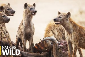 Lionnes vs hyènes - Animal Fight Club