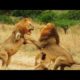 Lions Fight to Death || Top brutal animal fights