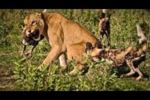 Lions Vs Wild Dogs | Wild Animal Fight Compilation | مذهلة الأسود مقابل البرية الكلاب