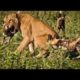 Lions Vs Wild Dogs | Wild Animal Fight Compilation | مذهلة الأسود مقابل البرية الكلاب