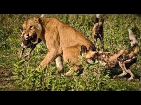 Lions Vs Wild Dogs | Wild Animal Fight Compilation | مذهلة الأسود مقابل البرية الكلاب