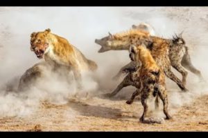 Lions attack hyenas - Animal fights