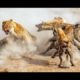 Lions attack hyenas - Animal fights