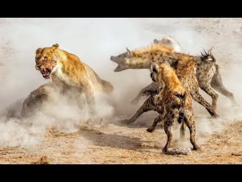 Lions attack hyenas - Animal fights