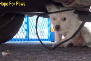 Little homeless dog rescued using a cool trick.  The end will make you SO HAPPY!