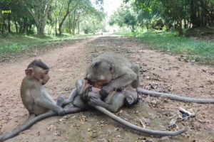 Lovely baby animals playing so cute video | Leo and his friends doing very funny | how beautiful one