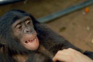 Making a Bonobo laugh - Animals in Love: Episode 1 - BBC One