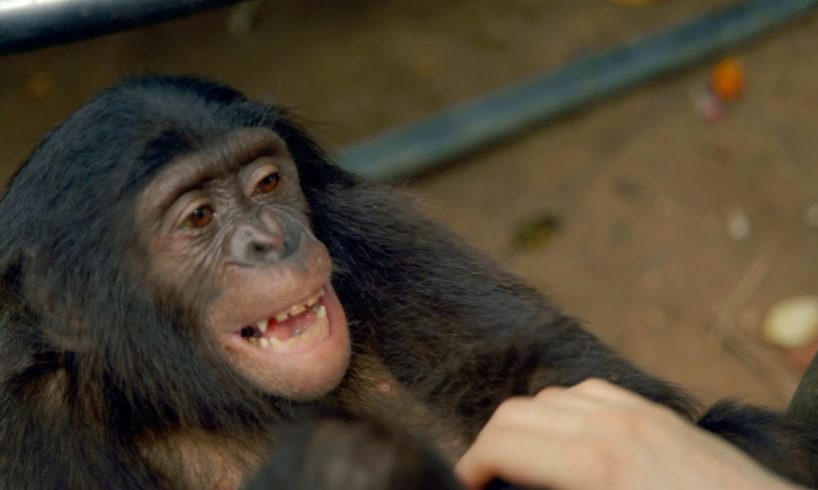 Making a Bonobo laugh - Animals in Love: Episode 1 - BBC One