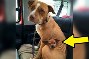Man Comes To Adopt Pit Bull At Shelter, But She Refused To Let Go Of Her Best Friend
