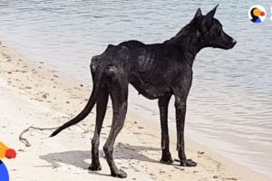 Man On Cruise Finds Dog On Deserted Island and Rescues Her | The Dodo