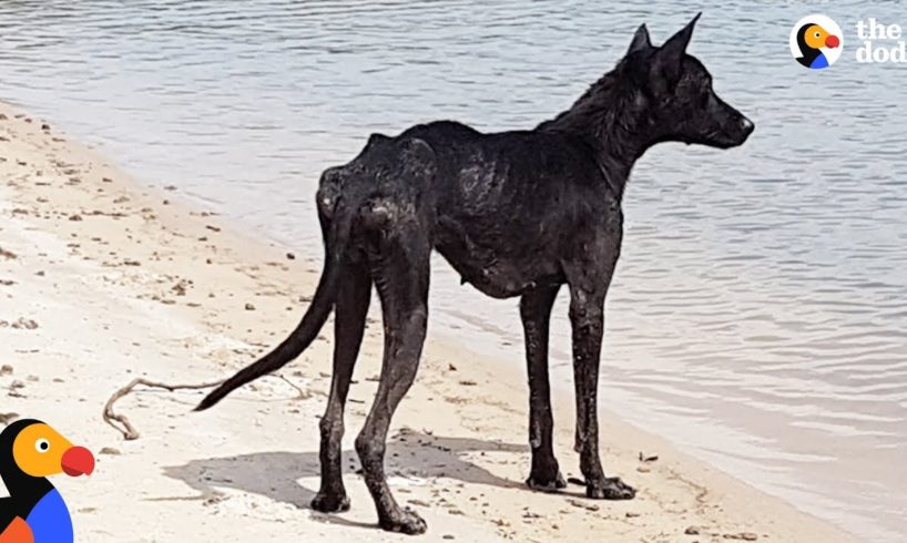 Man On Cruise Finds Dog On Deserted Island and Rescues Her | The Dodo