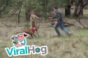 Man Punches a Kangaroo in the Face to Rescue His Dog (Original HD) || ViralHog