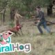 Man Punches a Kangaroo in the Face to Rescue His Dog (Original HD) || ViralHog