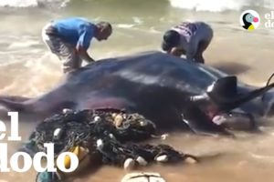 Manta raya gigante rescatada de una red de pesca | El Dodo