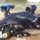 Manta raya gigante rescatada de una red de pesca | El Dodo