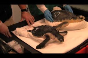 Marine Animal Rescue Team Sea Turtle Webcast