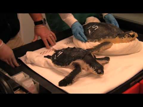 Marine Animal Rescue Team Sea Turtle Webcast