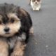Martin, Beyonce, Lolo, Jojo, Sophie Cutest Puppies for sale!