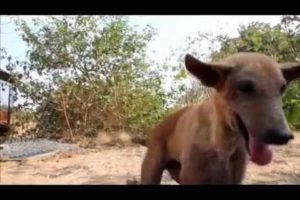 Meet Disabled Shelter-dog Tarzan at Animal Aid, India - Animals Rescued  Ep 147