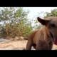Meet Disabled Shelter-dog Tarzan at Animal Aid, India - Animals Rescued  Ep 147