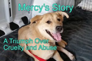Mercy's Story: A Rescue Dog Triumphs Over Cruelty and Abuse