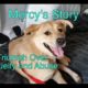 Mercy's Story: A Rescue Dog Triumphs Over Cruelty and Abuse