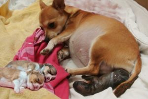 Mini Chihuahua mother gives birth to 6 cute puppies- Cute dog videos