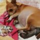 Mini Chihuahua mother gives birth to 6 cute puppies- Cute dog videos