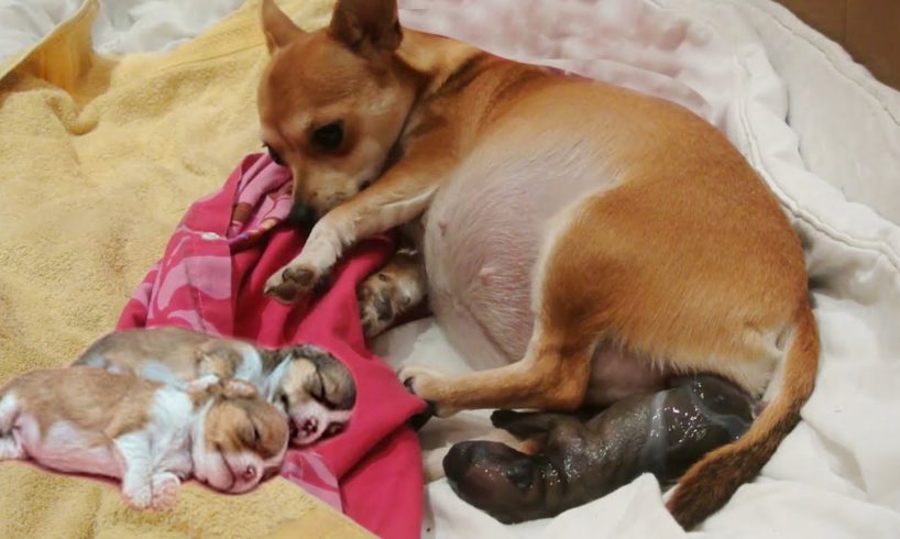 Mini Chihuahua mother gives birth to 6 cute puppies- Cute dog videos