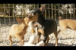 Miniature Pinscher Puppies Play With Stuffed Animals!