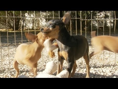 Miniature Pinscher Puppies Play With Stuffed Animals!