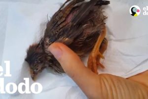 Mira la recuperación increíble de esta ave enferma | El Dodo