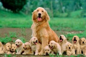 Mom Golden Retriever Dog Giving Birth To 14 Cute Puppies- Life Of Dog Breed