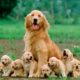 Mom Golden Retriever Dog Giving Birth To 14 Cute Puppies- Life Of Dog Breed