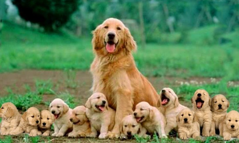 Mom Golden Retriever Dog Giving Birth To 14 Cute Puppies- Life Of Dog Breed