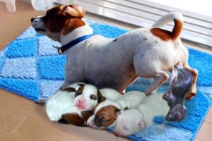 Mommy Jack Russell Dog Giving Birth To 5 Cute Puppies