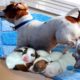 Mommy Jack Russell Dog Giving Birth To 5 Cute Puppies